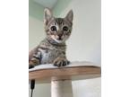 Adopt Marble a Domestic Short Hair