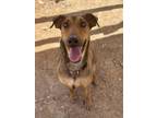 Adopt Coco a Doberman Pinscher