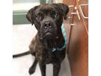 Adopt HARLEY a Boxer