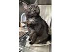 Adopt MINGA a Domestic Medium Hair
