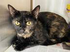 Adopt FLORA a Domestic Short Hair