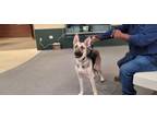 Adopt KAI a German Shepherd Dog, Mixed Breed
