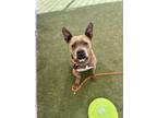 Adopt TINA a Staffordshire Bull Terrier