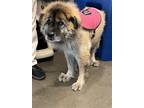 Adopt BUTTER CUP a Chow Chow