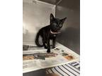 Adopt CHIQUIS a American Curl