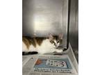 Adopt NANCE a American Shorthair