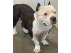Adopt PETUNIA a Staffordshire Bull Terrier