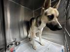 Adopt SUSAN a German Shepherd Dog, Siberian Husky