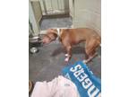 Adopt A070150 a Pit Bull Terrier