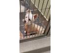 Adopt BEBA a Welsh Terrier, Mixed Breed