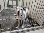 Adopt A070346 a Staffordshire Bull Terrier, Mixed Breed