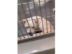 Adopt A070361 a Welsh Terrier, Mixed Breed