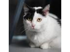 Adopt Brene a Domestic Short Hair