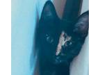 Adopt Arizona a Domestic Short Hair