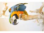 Adopt Madison a Macaw