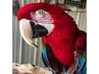 Adopt Scooter a Macaw