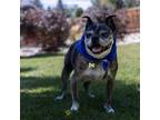 Adopt Bessie a Boston Terrier, Mixed Breed