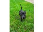 Adopt VIDA a Pit Bull Terrier