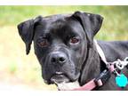 Adopt Zoey a Boxer
