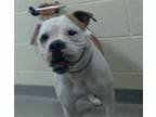 Adopt NINA a Boxer, Mixed Breed