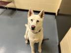 Adopt COTTON CANDY a Siberian Husky