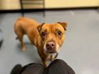 Adopt SUMMER a Shar-Pei, Labrador Retriever
