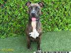 Adopt PIPER a Pit Bull Terrier