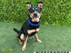 Adopt ELSA a Rottweiler, Mixed Breed