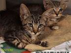Adopt BABY DUMPLING a Domestic Short Hair
