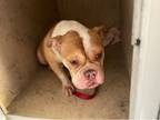 Adopt COOKIE a Pit Bull Terrier