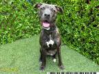 Adopt MOHAVE a Boxer, Mixed Breed