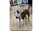 Adopt DIAMOND a Pit Bull Terrier