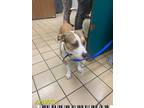Adopt WAFFLE FRY a Staffordshire Bull Terrier
