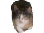 Adopt BABY a Domestic Short Hair