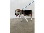 Adopt ZOE a Beagle