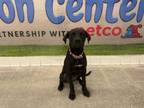 Adopt KITA a Labrador Retriever