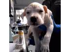 Adopt PARIS a Labrador Retriever, American Staffordshire Terrier