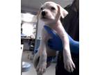 Adopt HOUSTON a Labrador Retriever, American Staffordshire Terrier