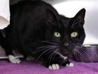 Adopt YUKI a Domestic Short Hair