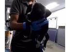 Adopt KENYA a Labrador Retriever, American Staffordshire Terrier