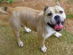 Adopt CLEO a American Staffordshire Terrier