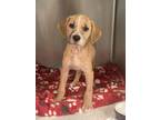 Adopt MELODY a Labrador Retriever, Mixed Breed