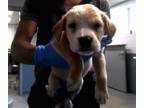Adopt TULUM a Labrador Retriever, American Staffordshire Terrier