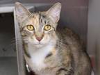 Adopt CELESTE a Domestic Short Hair