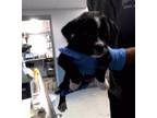 Adopt LONDON a Labrador Retriever, American Staffordshire Terrier