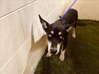 Adopt A1199002 a Husky, Mixed Breed