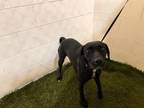 Adopt A1198924 a Labrador Retriever
