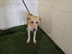 Adopt A1199023 a Labrador Retriever, Mixed Breed