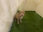 Adopt A1199150 a Border Terrier, Mixed Breed