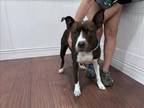Adopt STRAY NOT AVAILABLE a American Staffordshire Terrier
